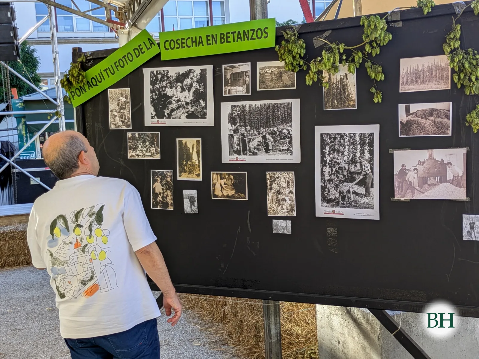Un home mira un panel con fotografías antigas da colleita do lúpulo en Betanzos, adornado con ramas de lúpulo